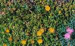 Immer wiederkehrende Mittagsblume im Frühjahr 1999