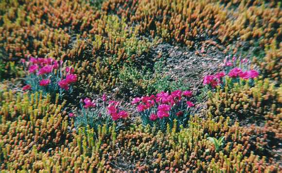 die blühenden Zwergnelken aus der Nähe im Frühjahr 1999