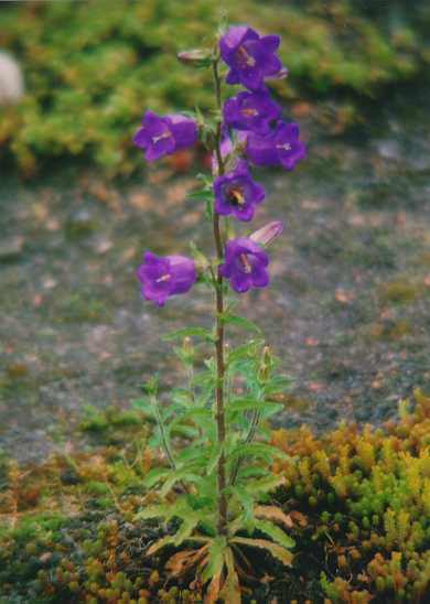 Blühende Glockenblume im Frühjahr 1999