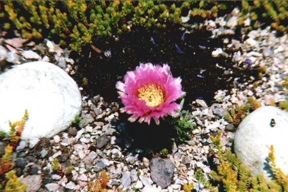 Blühender rosa Kaktus im Sommer 1999