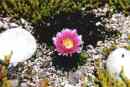 Blühender rosa Kaktus im Sommer 1999