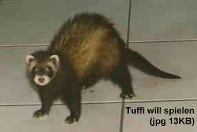 Tuffi will spielen