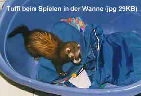 Bild von Tuffi beim Spielen in der Wanne