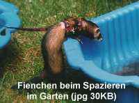 Bild von Fienchen beim Spazieren im Garten